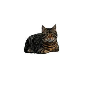 A Calm Striped Tabby Cat Resting On A Car Roof Against A Neutral Wall Background. 14963 - Cat PNG image with transparent background